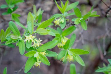 Bahçede açan hanımeli.