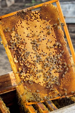 Kovanın arka planında arılarla çerçeve.