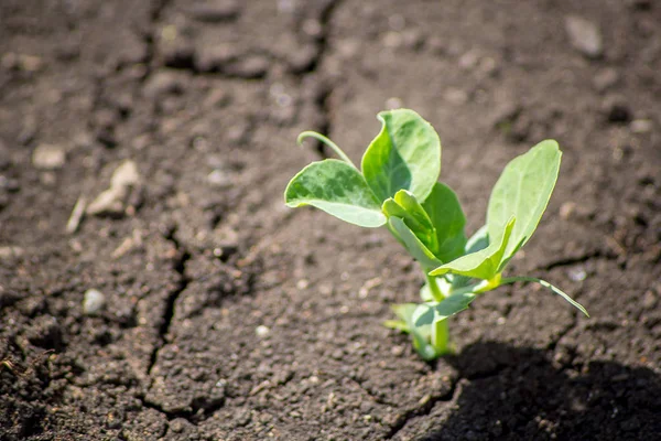 Erwten Sprout Close — Stockfoto