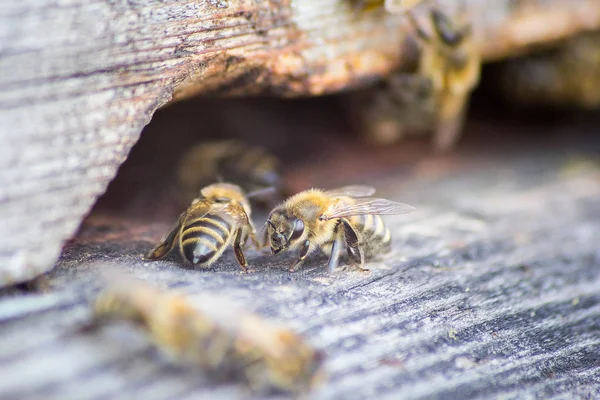 Bees Fly Beehive Close — Stock Photo, Image