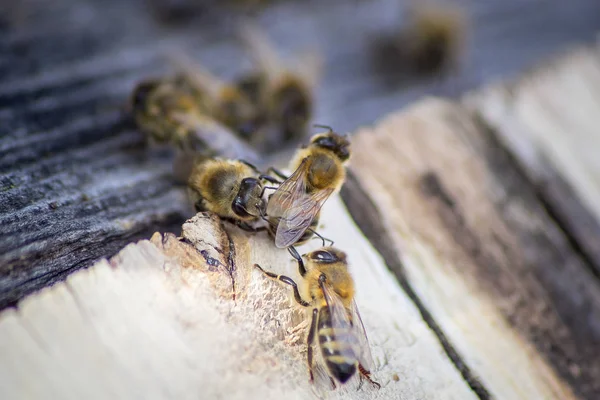 蜜蜂在飞蜂巢 — 图库照片