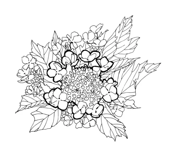 Viburnum Blomma Vektor Hand Ritad Illustration Vit Bakgrund — Stock vektor