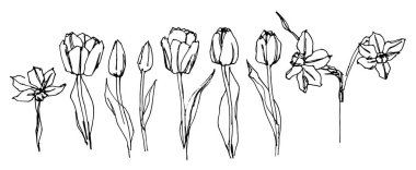 Beyaz arka planda bir dizi lale ve narsistin vektör çizimi. Yapraklı laleler. Beyaz arkaplanda vektör el çizimi.