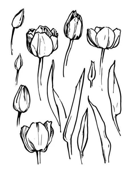 Vector Drawing Set Tulips White Background Set Tulips Leaves Vector — Stock Vector