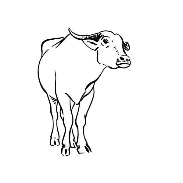 牦牛的矢量草图 手绘线形插图 白色背景上的矢量手绘插图 — 图库矢量图片