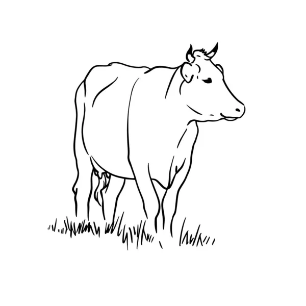 Kuh Auf Dem Feld Vektor Handgezeichnete Illustration Auf Weißem Hintergrund — Stockvektor