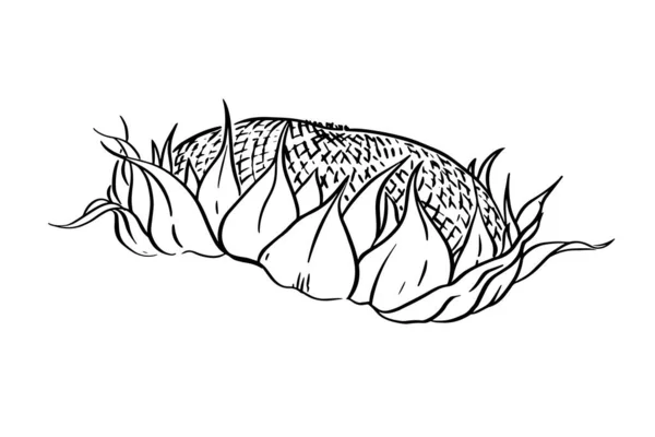 Der Reife Kopf Einer Sonnenblume Vektor Digitale Illustration Auf Weißem — Stockvektor
