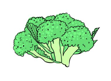 El çizimi brokoli. Beyaz arkaplanda vektör el çizimi.