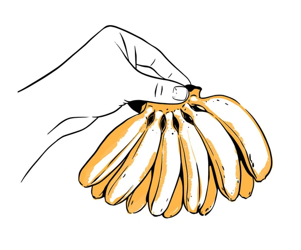 Bunch Mini Bananas Hand Vector Illustration White Background — Stock Vector