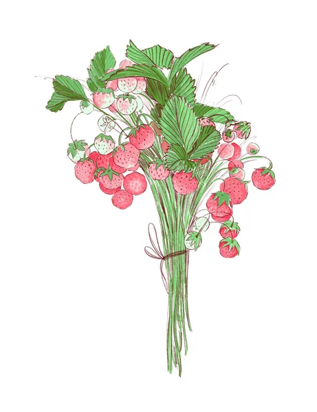 Drawing Bunch Wild Strawberries Illustration White Background — Stock Photo, Image