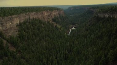 Çam ağaçlarıyla kaplı kanyonun havadan görünüşü