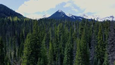 Arkasında karlı dağlar olan çam ormanının destansı görüntüsü. Kanada manzarası.