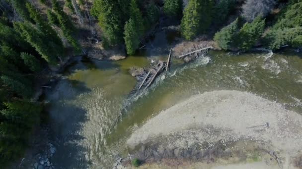 晴れた日のドローンでは 周りの緑の松の木と野生の川の上を飛ぶ 川中の倒木 — ストック動画