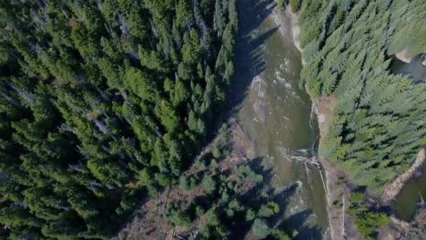 Vista Aérea Cima Para Baixo Corredeiras Rio Cercadas Por Floresta — Vídeo de Stock