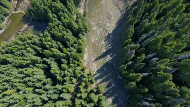 Vista Aérea Cima Para Baixo Rio Fluindo Cercado Por Floresta — Vídeo de Stock