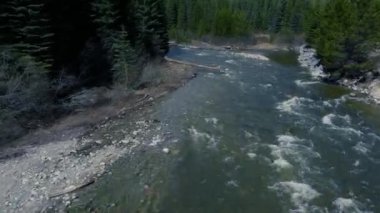 Suda düşen kütükler ve ağaçlarla nehir akıntısı üzerinde hızlı uçmak. Sahildeki yeşil orman.