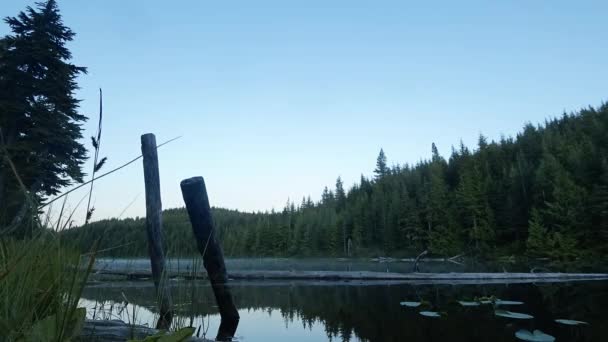 Утренний Туман Канадском Озере Упавшими Дровами — стоковое видео