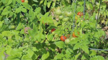 Organik kırmızı ve sarı vişneli domatesleri suluyorum. Tazelik ve yeşil yapraklar