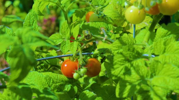 Tomates Cherry Rojos Amarillos Frescos Riego Tomates Hojas — Vídeo de stock