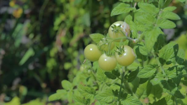 Organiczne Zielone Pomidory Podlewają Zbliżenie Krople Wody Gotowy Odbioru Wkrótce — Wideo stockowe