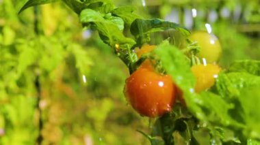 Güneşli bir günde organik yeşil, sarı ve kırmızı domateslere aşırı yakın.