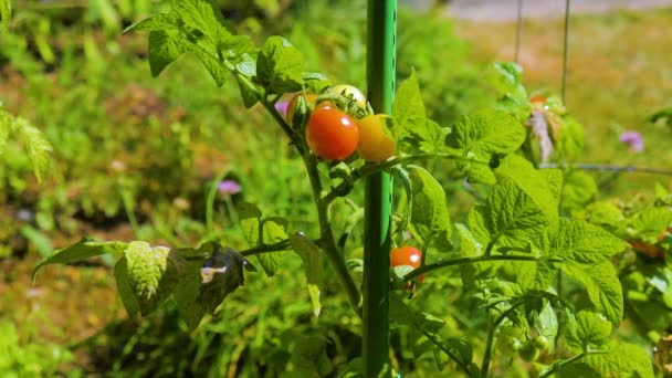 Neue Kirschtomaten Aus Nächster Nähe Natürlicher Biologischer Anbau — Stockvideo