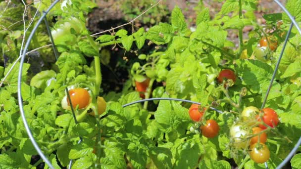 Nahaufnahme Frischer Roter Und Gelber Bio Kirschtomaten Beim Gießen — Stockvideo