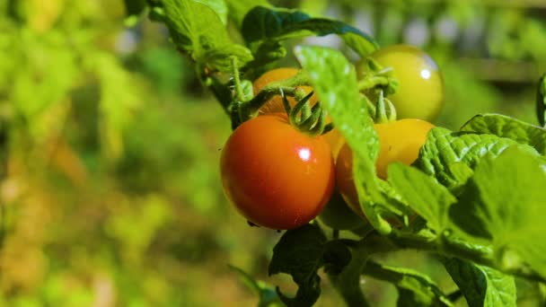 Extrem Närbild Färska Röda Körsbär Tomat Vattning Solig Dag — Stockvideo