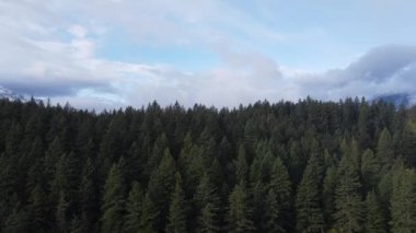 Güneşli bir günde mavi gökyüzü ile yeşil ladin ormanının üzerinden uç