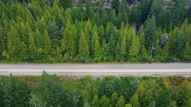 Kanada 'daki yeşil ladin ormanlarıyla çevrili yol manzaralı.