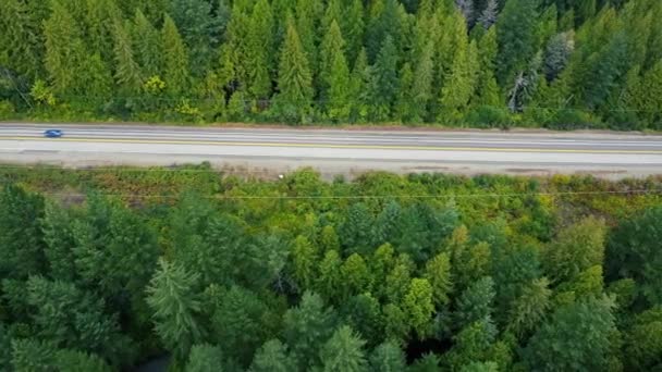 Widok Góry Drogę Kanadzie Otoczony Zielonym Lasem Świerkowym — Wideo stockowe