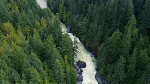 Blick Von Oben Auf Den Wilden Fluss Mit Angrenzendem Wald — Stockvideo