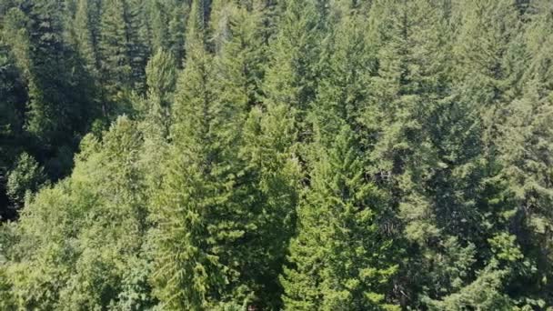 Vista Cima Para Baixo Floresta Abeto Verde Dia Ensolarado — Vídeo de Stock