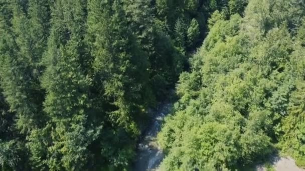 Voe Sobre Pequeno Rio Entre Floresta Abeto Verde — Vídeo de Stock