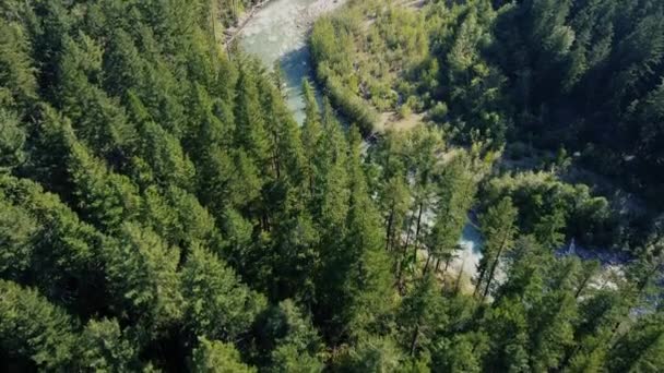 Drone Shot Forêt Pins Verts Rivière Sauvage Avec Des Rapides — Video