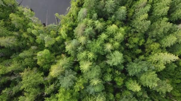 Göl Kenarında Yeşil Çam Çam Ağaçlarının Havadan Görünüşü — Stok video