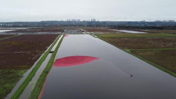 Aerial View Vancouver Cranberries Harvest Water — Stock Video