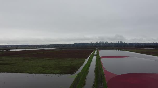 Vista Ponto Alto Colheita Cranberry Perto Vancouver Com Arranha Céus — Vídeo de Stock