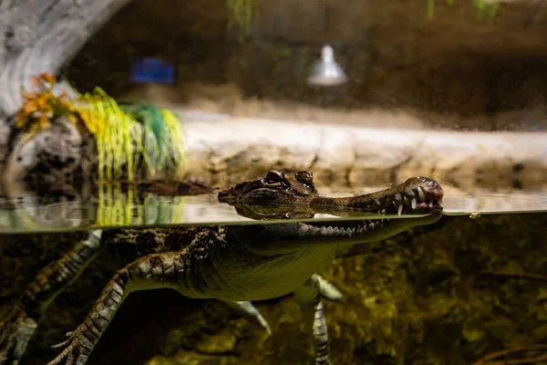 Tête Crocodile Sort Eau — Photo