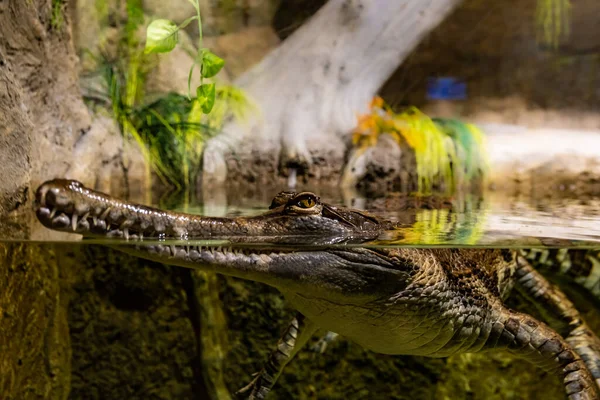 Tête Crocodile Sort Eau — Photo