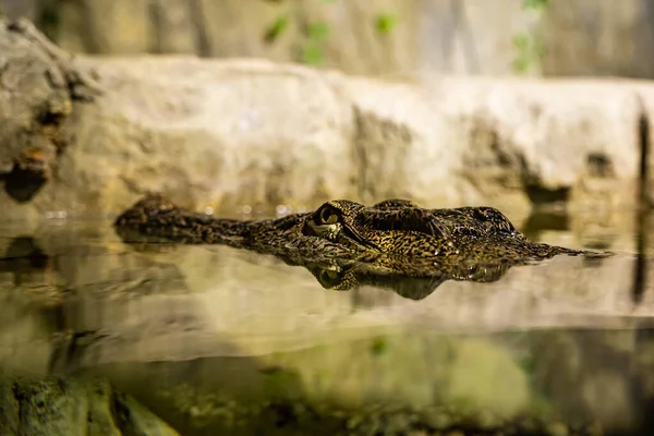 Cabeça Crocodilo Espreita Para Fora Água — Fotografia de Stock