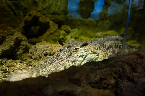 Regard Prédateur Crocodile — Photo