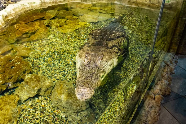 Der Kopf Eines Krokodils Lugt Aus Dem Wasser — Stockfoto
