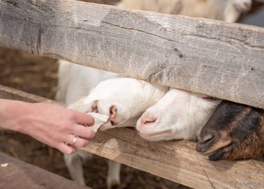 Keçileri elle besle ve lahanaları besle..
