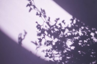 Mor arka plandaki dalların silueti