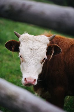 Kahverengi kürkü ve beyaz kafası olan güzel bir inek
