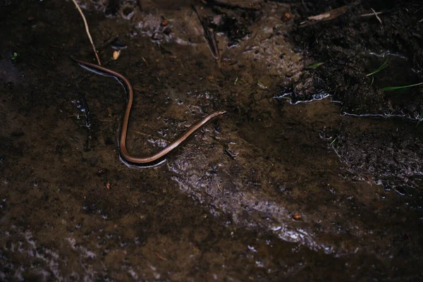 Pequena cobra marrom nas lama — Fotografia de Stock