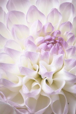 Mor ve mor aksanlı beyaz çiçek çiçekleri.