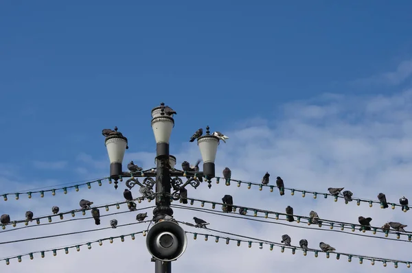 Elektrik kablolarında güvercin kümesi