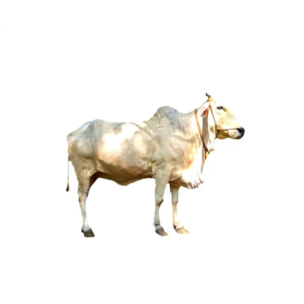 White Cow Isolated White Background Eid Adha — Stock Photo, Image